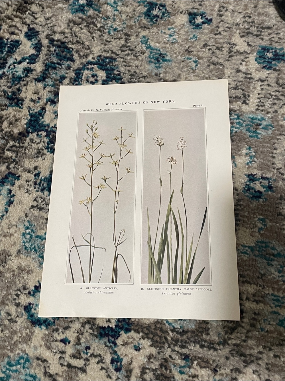 🌹FREE w/purchase Botanical Plate Print 'Wild Flowers Neutral & Green
